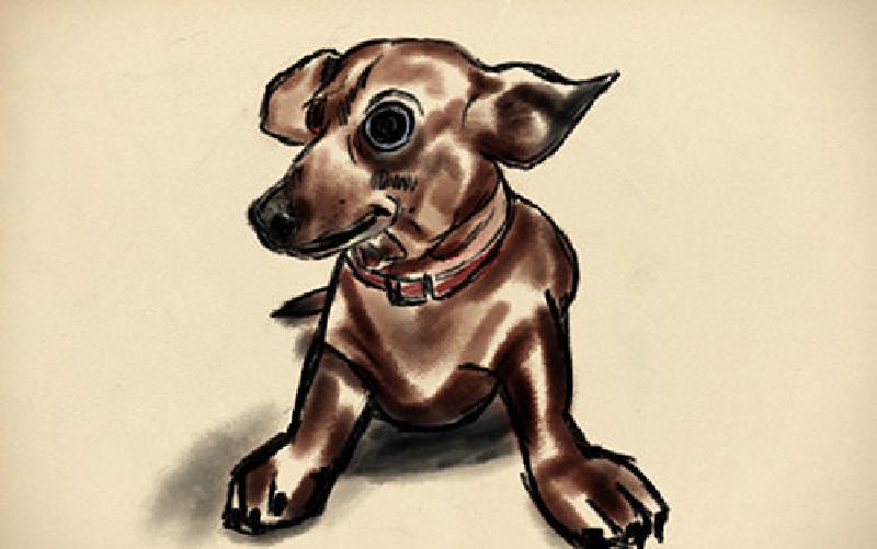 Featured image of post Departed Dachsund