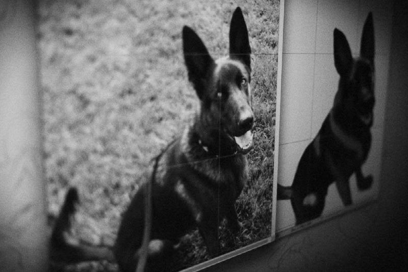 Featured image of post Oh Sure, I Totally Draw Animals